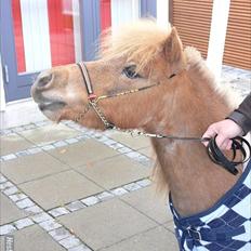 Dansk Miniature Søglimts Ziva