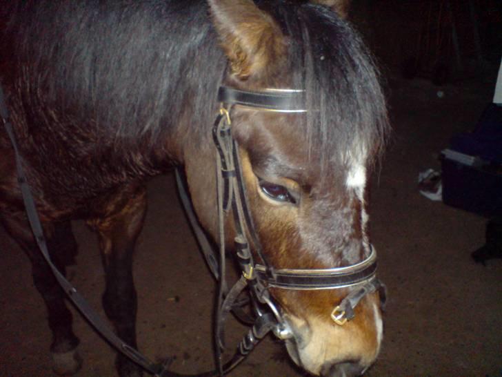 New Forest milton - mille har lige været ude og ride, og er rimelig træt. hvis det ikke kan ses? :b billede 8