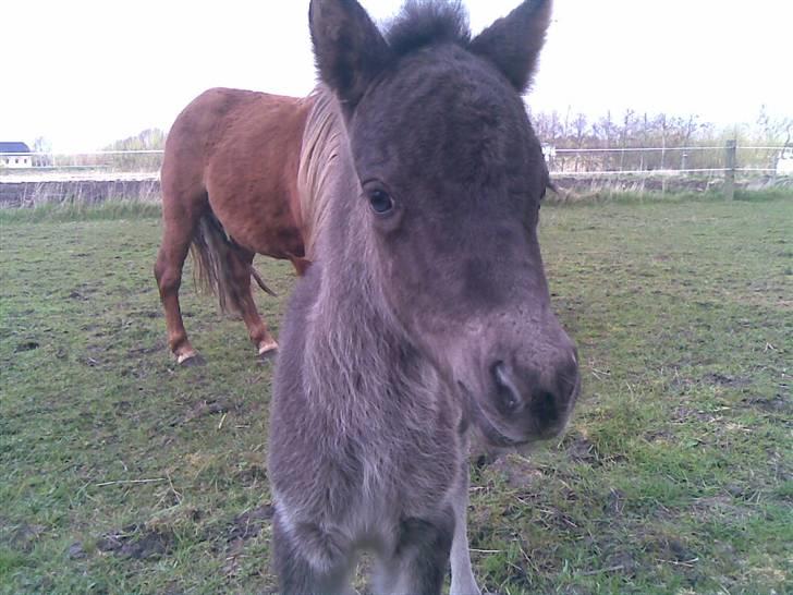 Anden særlig race Bangs Romeo - 3 dage gammel billede 19