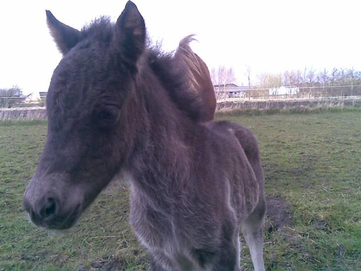 Anden særlig race Bangs Romeo - 3 dage gammel billede 20