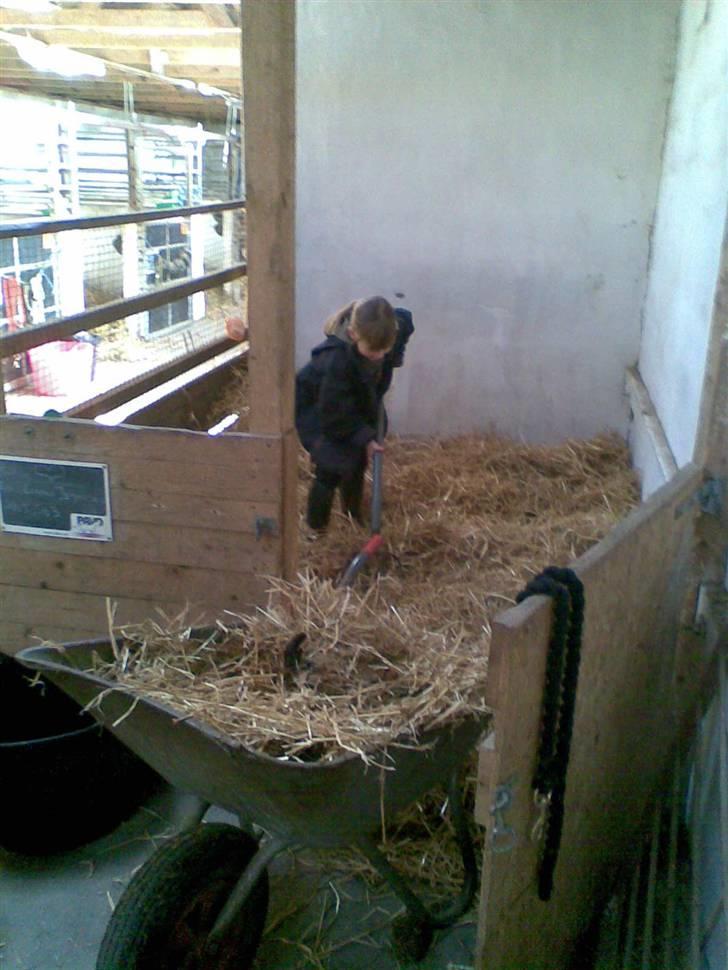 Shetlænder Romeo *SOLGT* - Muges ud skal der jo også, når man har pony.. billede 8