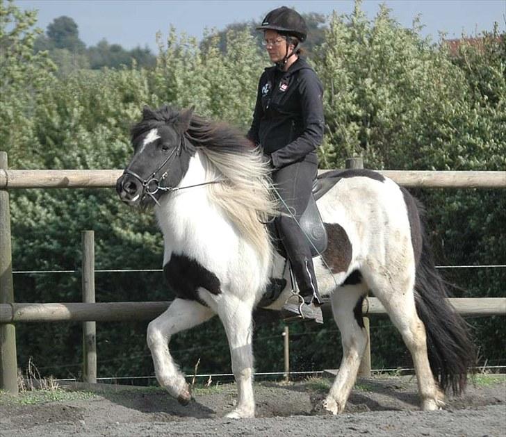 Islænder Hufa fra Gangsted R.I.P - HUFA I TÖLT  :D billede 12