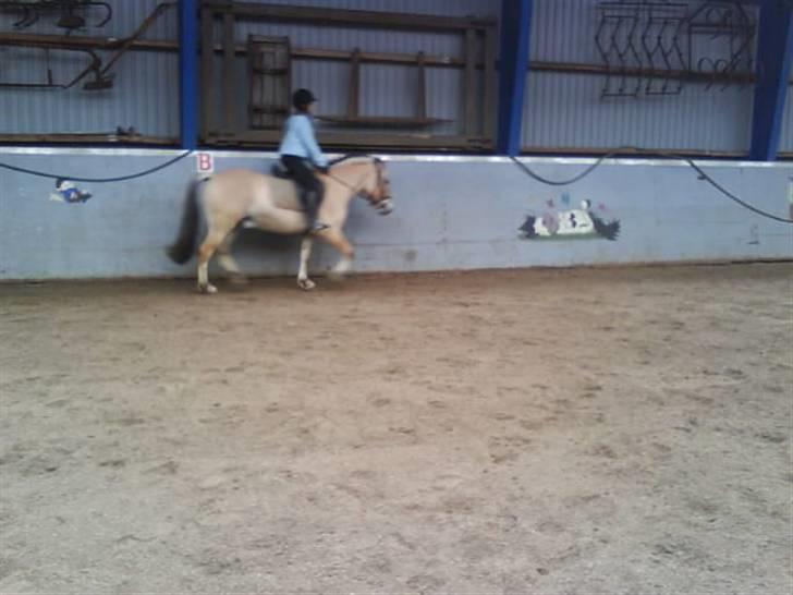 Fjordhest Baldrian<3 Solgt:/<3 - Vi rider.. billede 6