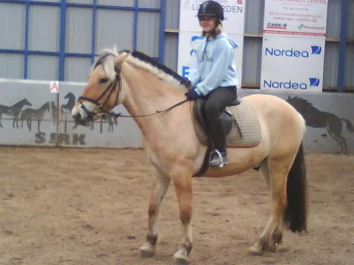 Fjordhest Baldrian<3 Solgt:/<3 - Basse stå nu stille billede 7