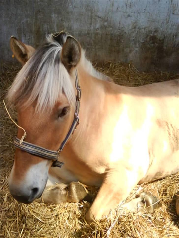 Fjordhest Baldrian<3 Solgt:/<3 - Lille Baldrian slapper af <3(L) billede 9