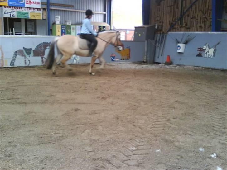 Fjordhest Baldrian<3 Solgt:/<3 - Mig og basse rider billede 10