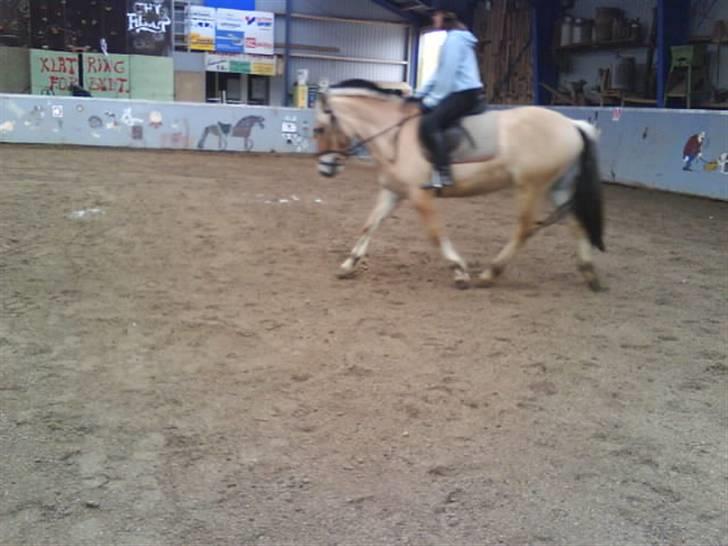 Fjordhest Baldrian<3 Solgt:/<3 - Mig og Basse red ridetime billede 12