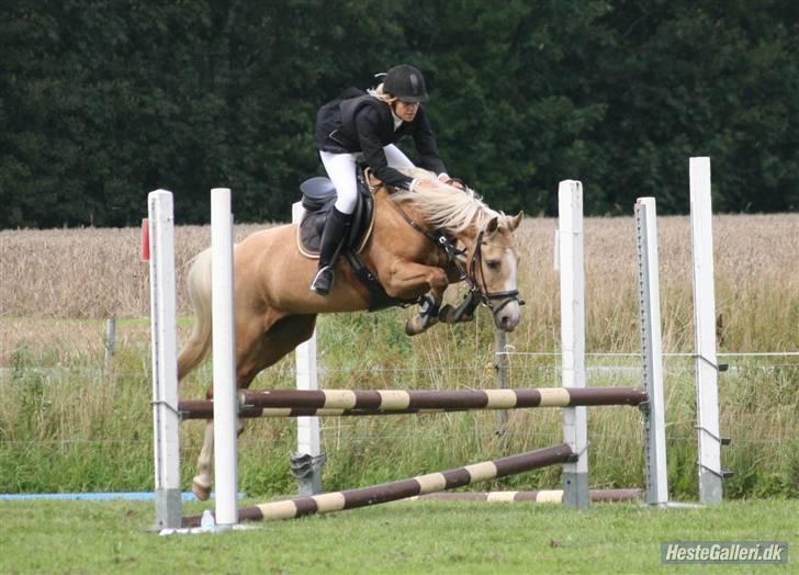 Hollandsk Sportspony Maroeska P - maroeska stævne drlr / foto: Michael :p billede 1