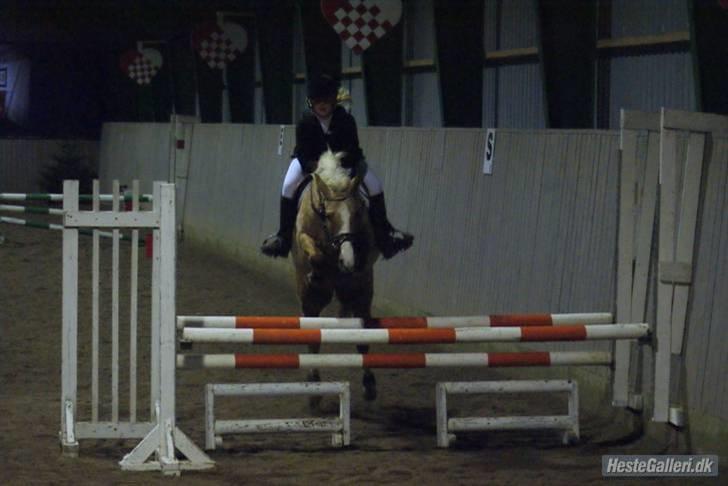 Hollandsk Sportspony Maroeska P - stævne sindal lb eller la :D billede 2