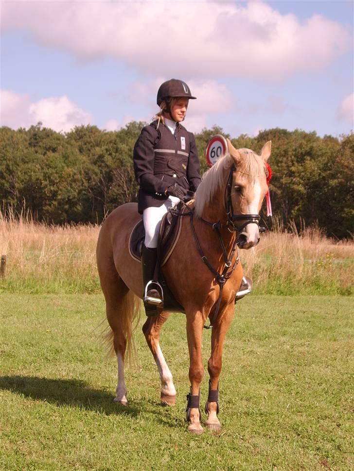 Hollandsk Sportspony Maroeska P - første plads i lc med lb i omspring :D billede 4