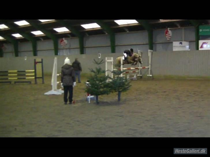 Hollandsk Sportspony Maroeska P - I love you maroeska <33 LA i sindal 6 plads.. taget af: Mette Louise Nylander Andersen billede 5