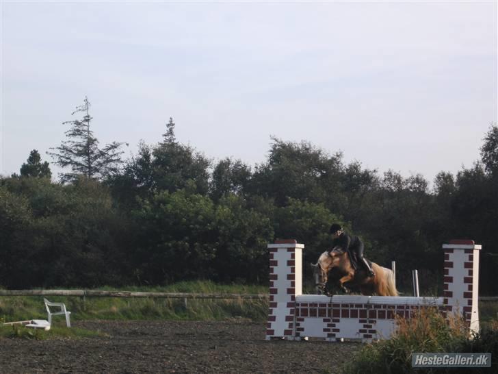 Hollandsk Sportspony Maroeska P - til stævnet venter på at få min 3 plads i cup klassen for alle kategorier billede 6