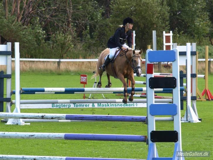 Hollandsk Sportspony Maroeska P - hjørring stævne la  billede 7