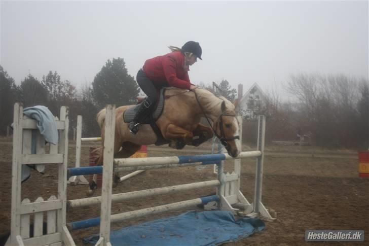 Hollandsk Sportspony Maroeska P - træning 115-120 ? billede 8