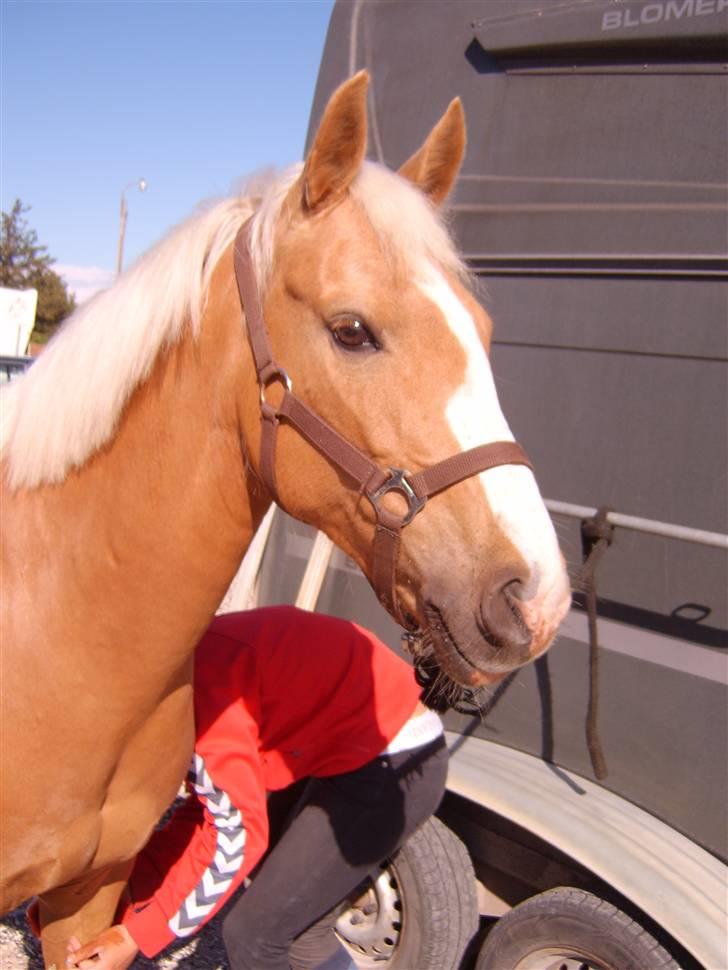 Hollandsk Sportspony Maroeska P - et kamera uhhh spændene :D billede 9
