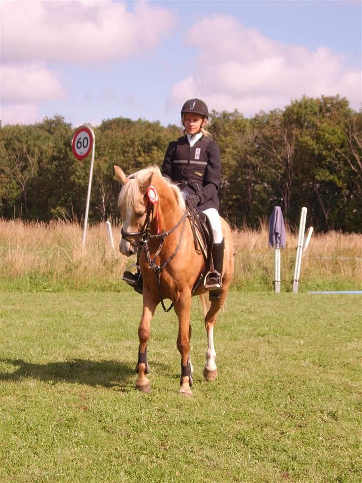 Hollandsk Sportspony Maroeska P - parade :) billede 10