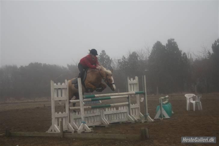 Hollandsk Sportspony Maroeska P - spring 110-120  :b billede 11