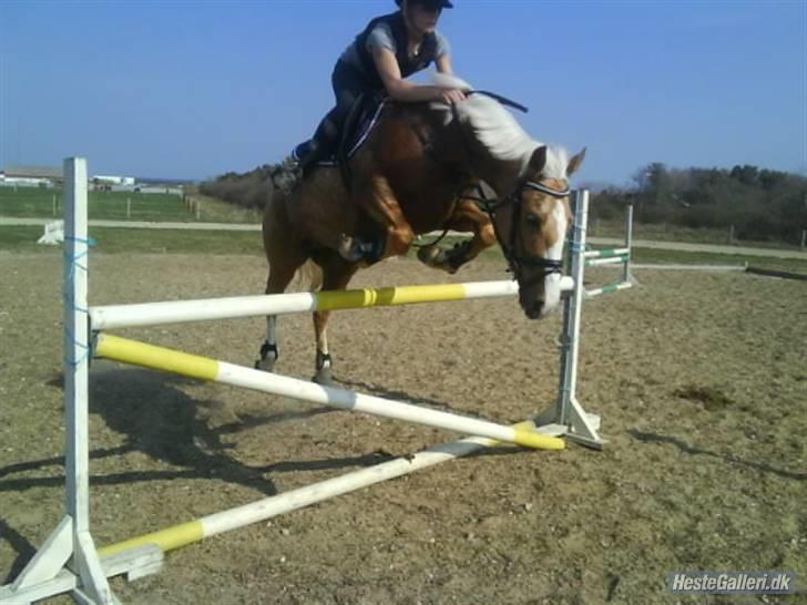 Hollandsk Sportspony Maroeska P - træning 120 :D  billede 12