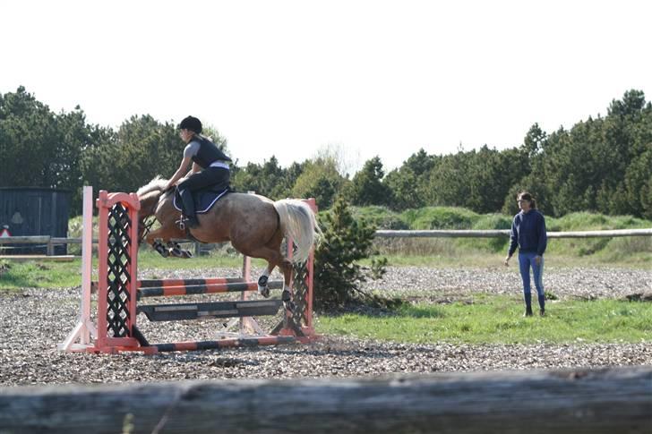Hollandsk Sportspony Maroeska P - der er ikk nogen der kan sige min pony ikk vil røre en bom ;) hun springer satme til <3 billede 13
