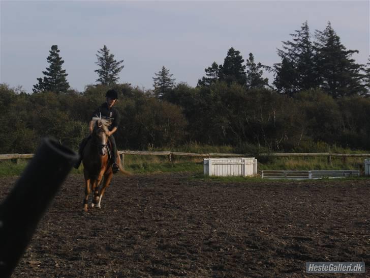 Hollandsk Sportspony Maroeska P - springer :) træning billede 14