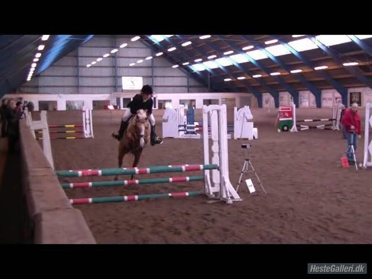 Hollandsk Sportspony Maroeska P - maroeska og mig ;) stævne lerbæk ulb og u roset ;D <33 billede 15