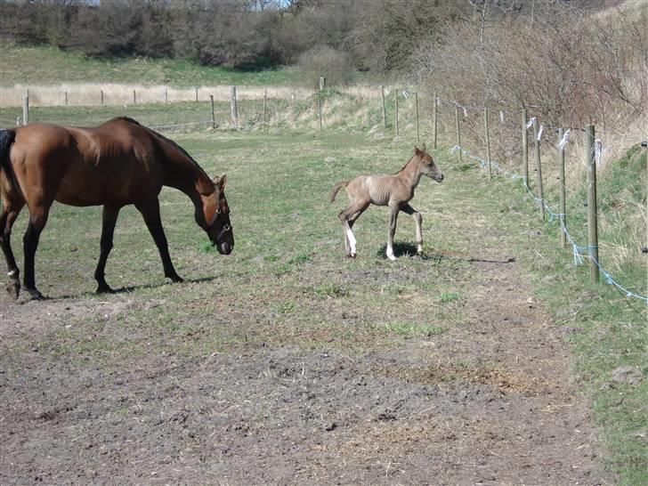 Dansk Varmblod Saxo Special - saxo 2 dage gammel. fold foerste gang billede 17