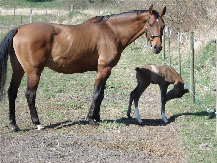 Dansk Varmblod Saxo Special - saxo med sin stolte mor billede 18
