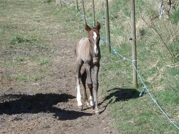 Dansk Varmblod Saxo Special - saxo  billede 20