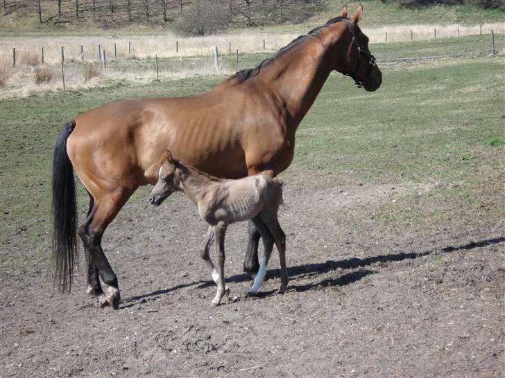 Dansk Varmblod Saxo Special - efter en maelketaar billede 21