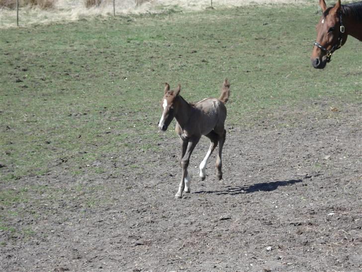 Dansk Varmblod Saxo Special - yes de ben her kan sjove ting... billede 19