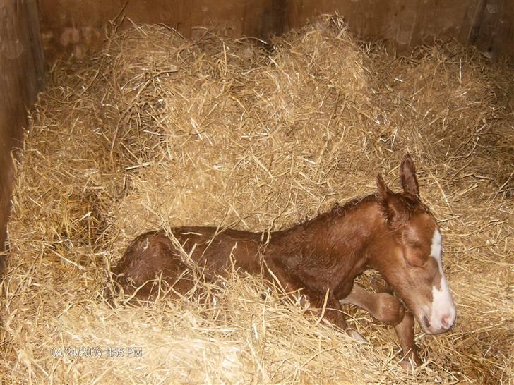 DSP ahorns dress code billede 2