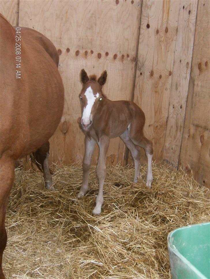 DSP ahorns dress code billede 3