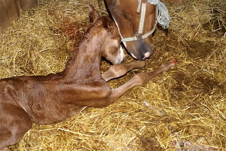 DSP ahorns dress code billede 4