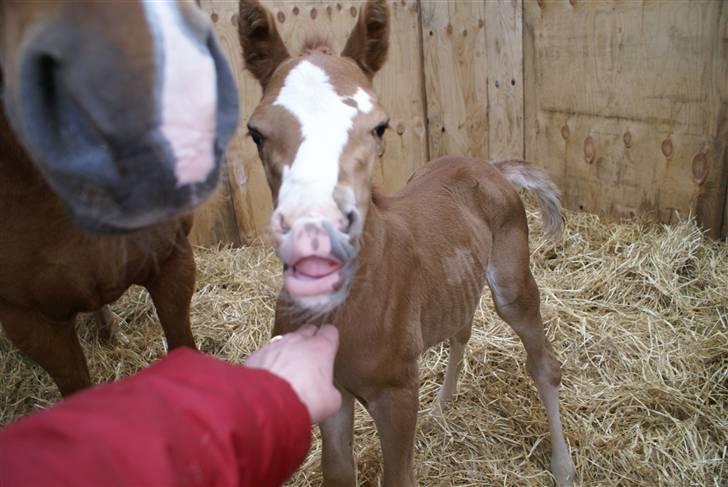 DSP ahorns dress code billede 5