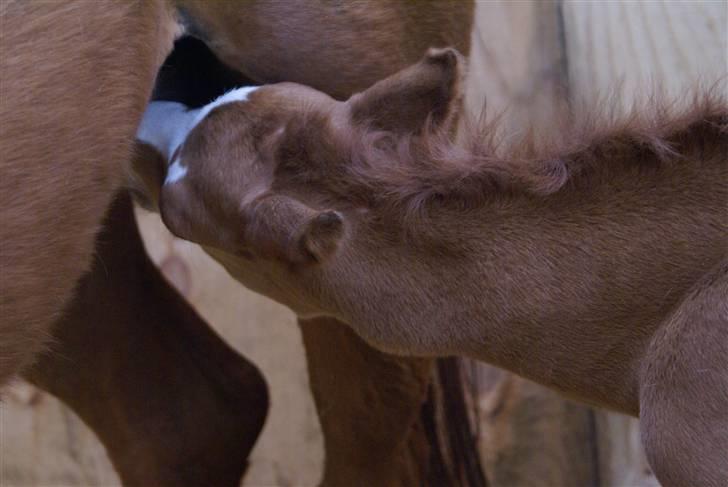 DSP ahorns dress code billede 6