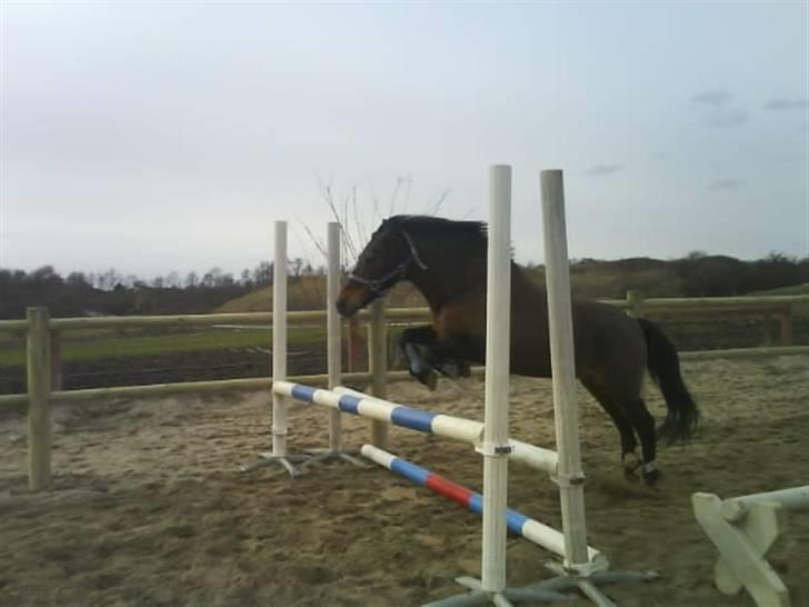 Anden særlig race Mr. X **solgt** billede 6