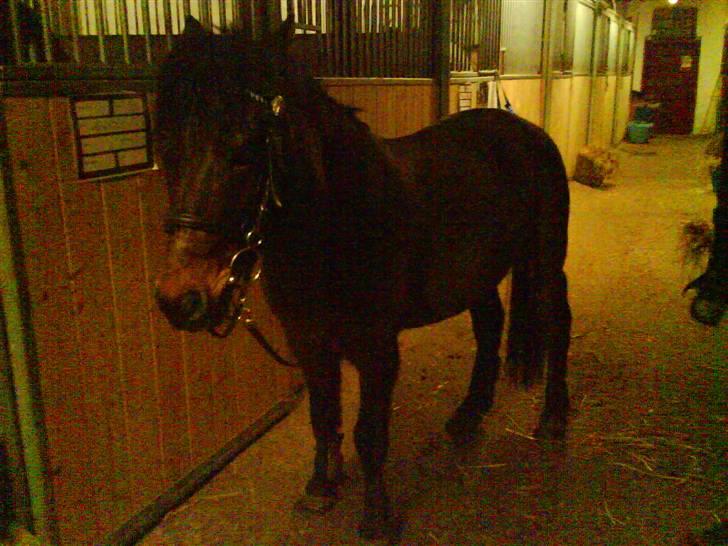 Anden særlig race Mr. X **solgt** billede 7