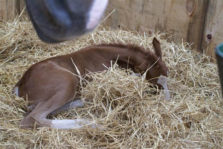 DSP ahorns dress code billede 7