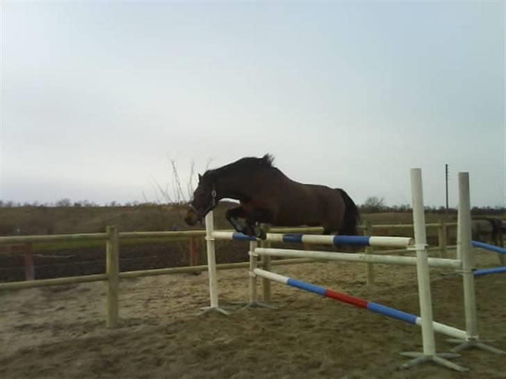 Anden særlig race Mr. X **solgt** billede 8