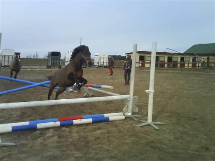 Anden særlig race Mr. X **solgt** billede 9