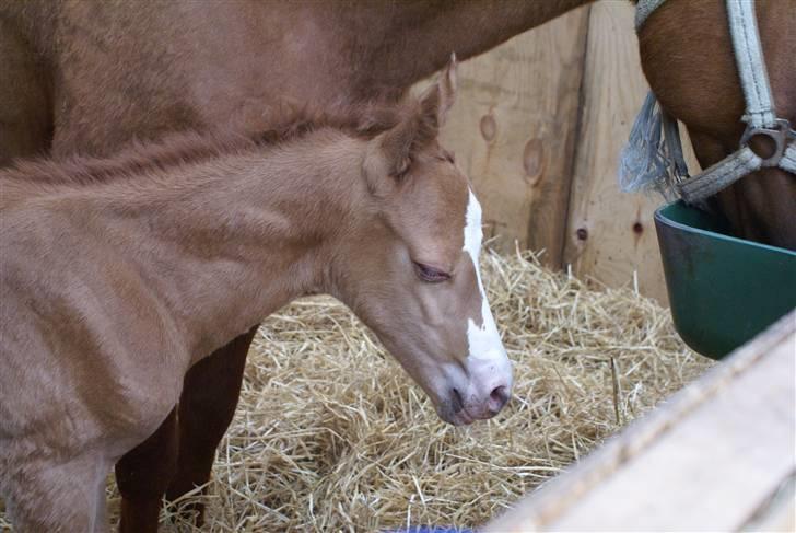 DSP ahorns dress code billede 8