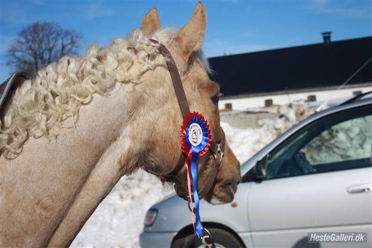 Hollandsk Sportspony Maroeska P - stævne lerbæk u-roset ;* billede 17