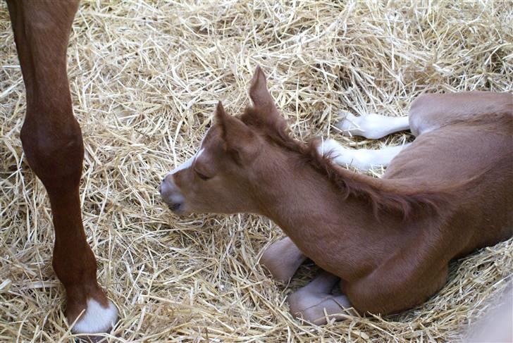 DSP ahorns dress code billede 9