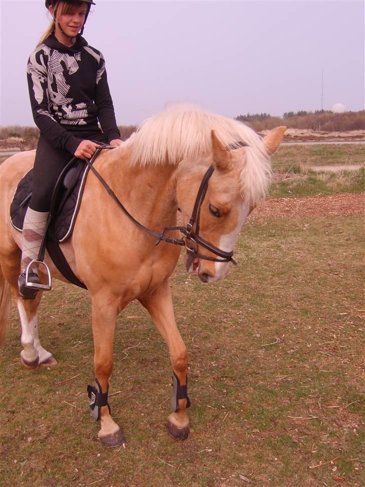 Hollandsk Sportspony Maroeska P - hun ser så sød ud :D da jeg næsten lige havde fået hende billede 18