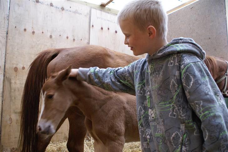 DSP ahorns dress code billede 10