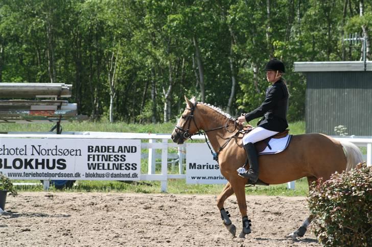 Hollandsk Sportspony Maroeska P - min dejlige palomino ;D til stævne i Jetsmark - hun var super<3 billede 19
