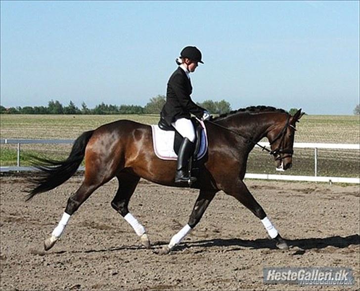 Dansk Varmblod Abezz Firfod DH:D  - 2 abezz til stævne:9 foto: julie willems billede 4