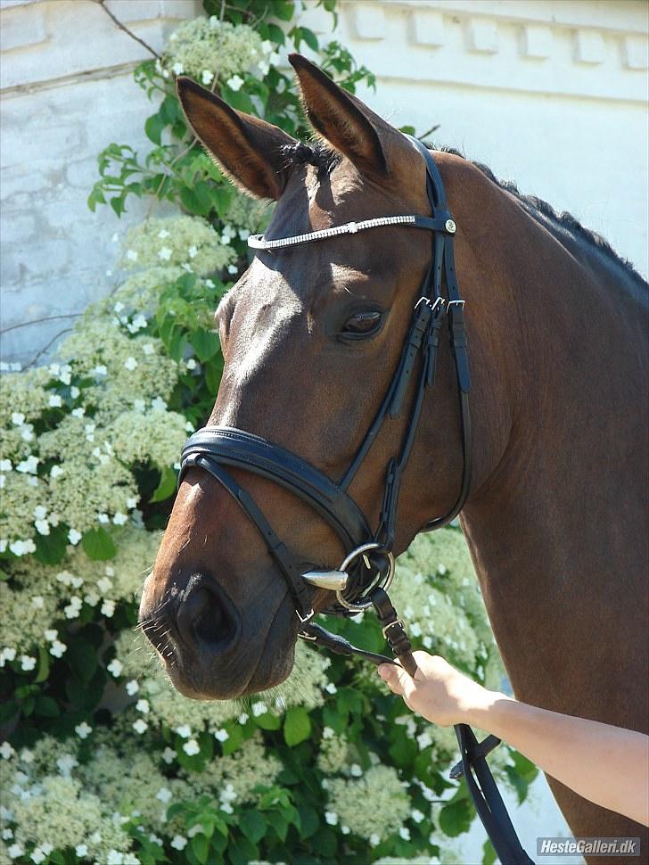 Dansk Varmblod Abezz Firfod DH:D  - 7 :) abezz som model. foto: Rie Rasmussen billede 1