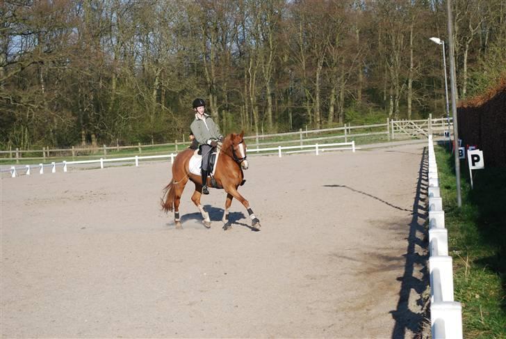 Tysk Sportspony Vanja 2 billede 17