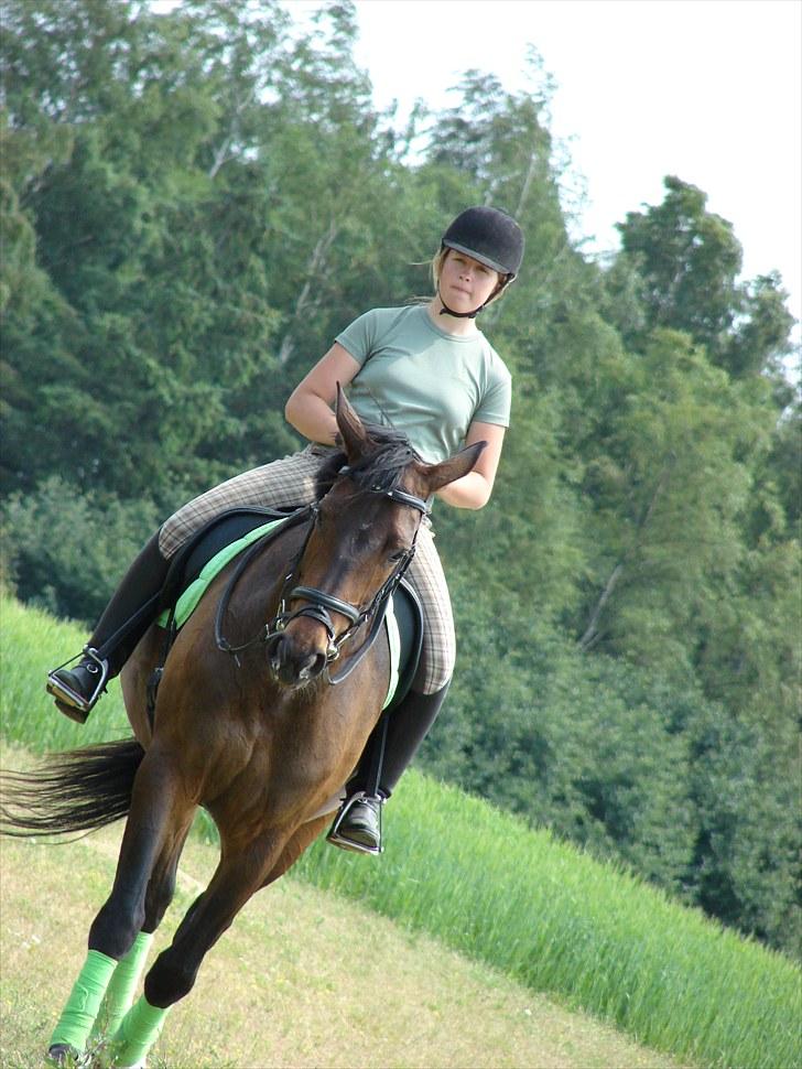 Dansk Varmblod Abezz Firfod DH:D  - 10 bes skridter af:) foto: Rie rasmussen d. 2/7-10:) billede 10